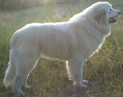 INTERNATIONAL CH. PYRLESS BEAUTIFUL DREAMER