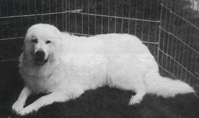 Pyrless sales great pyrenees