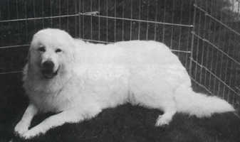 CH. Tip'N Chip Pyrless White Cloud