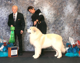 AKC, UKC GRAND CH. PYRLESS DON'T BLINK RN, CGC