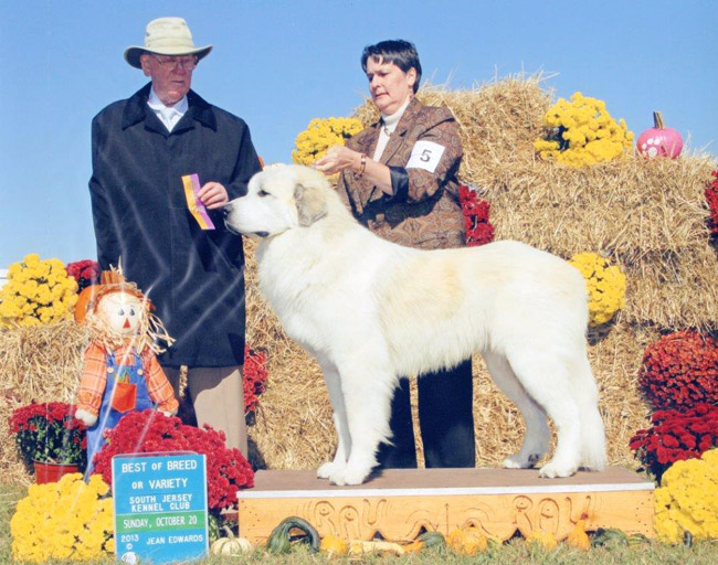 brynjulf great pyrenees