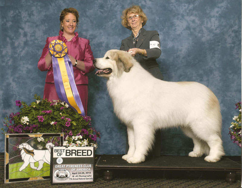 brynjulf great pyrenees