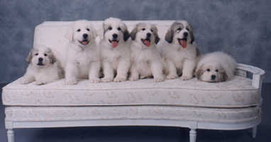 Puppies