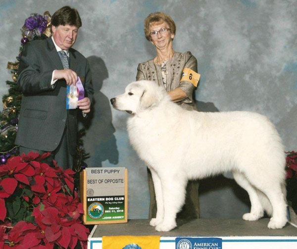 brynjulf great pyrenees