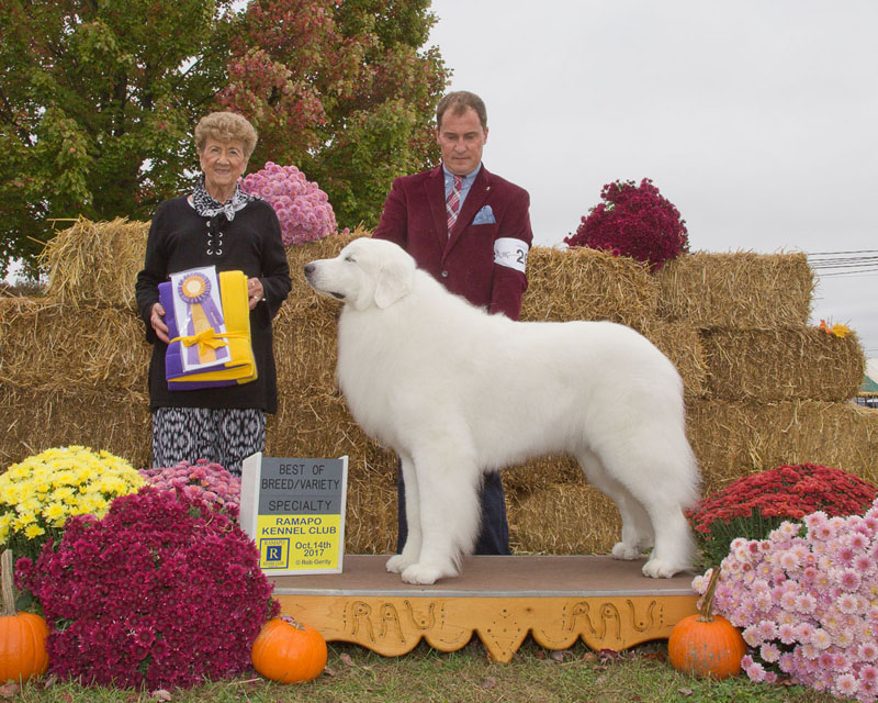 brynjulf great pyrenees