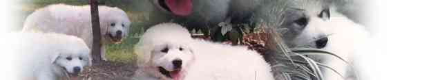 Pyrless Great Pyrenees